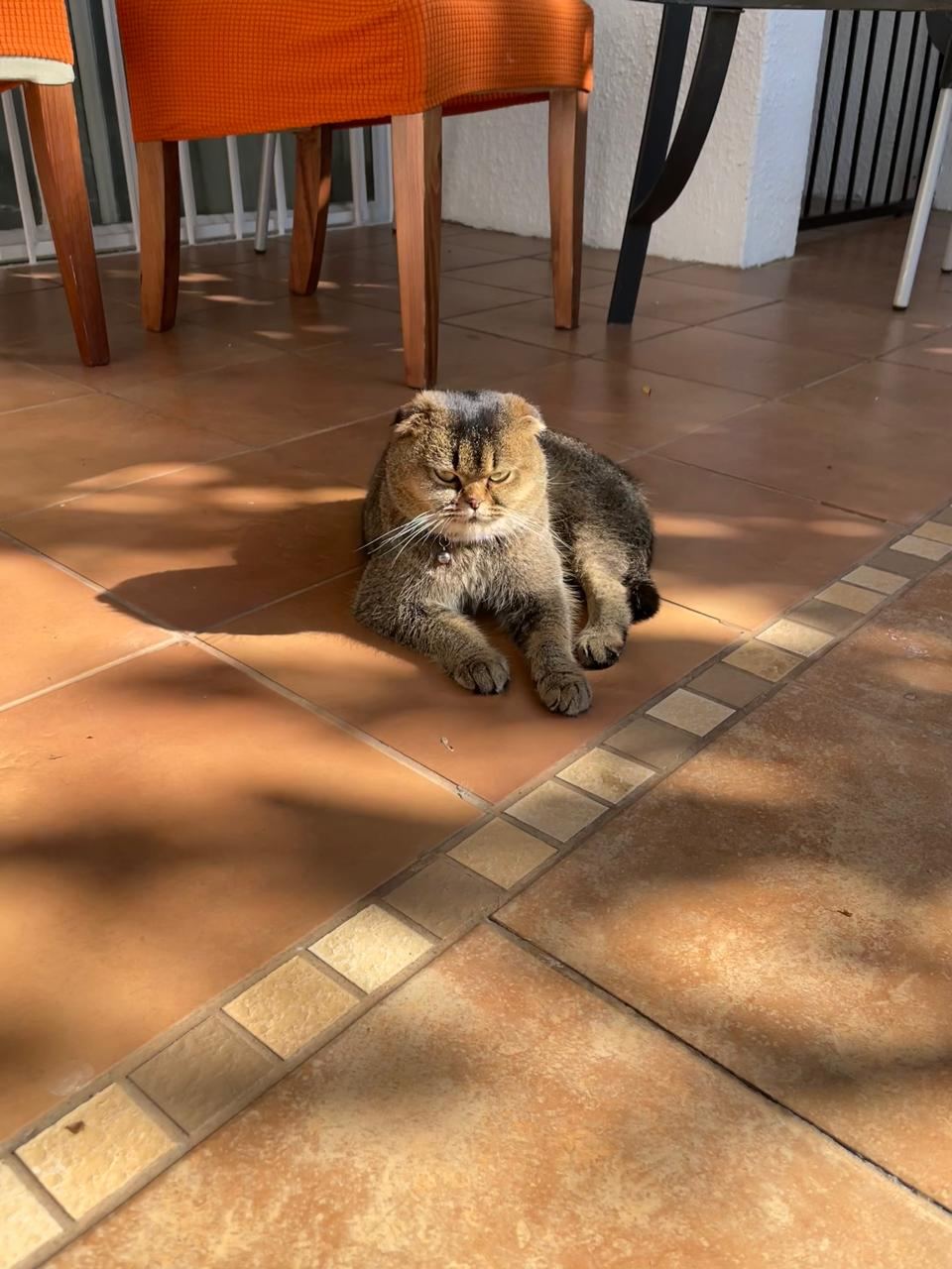 Grumpy-looking tabby cat with folded ears lounging on a sunny tiled patio