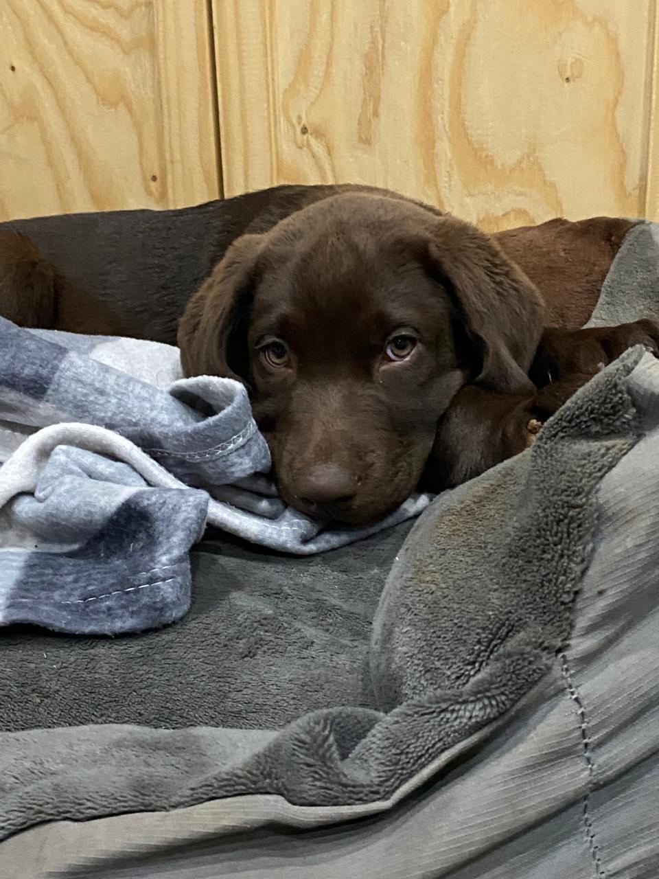 Chocolate Labrador puppy resting its head on a blanket in its bed