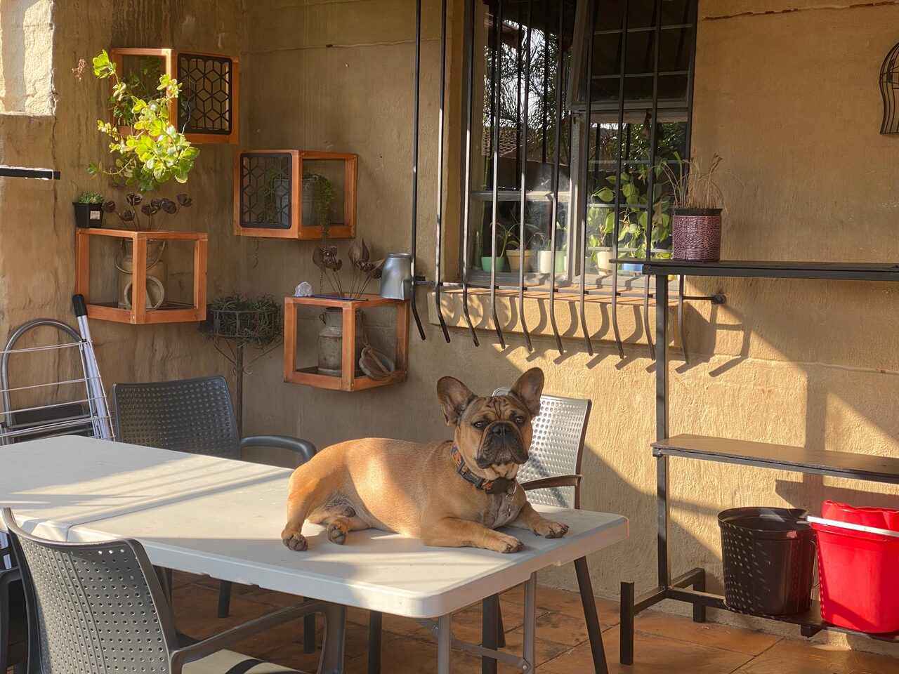 French bulldog lying on a patio table in the late afternoon sun
